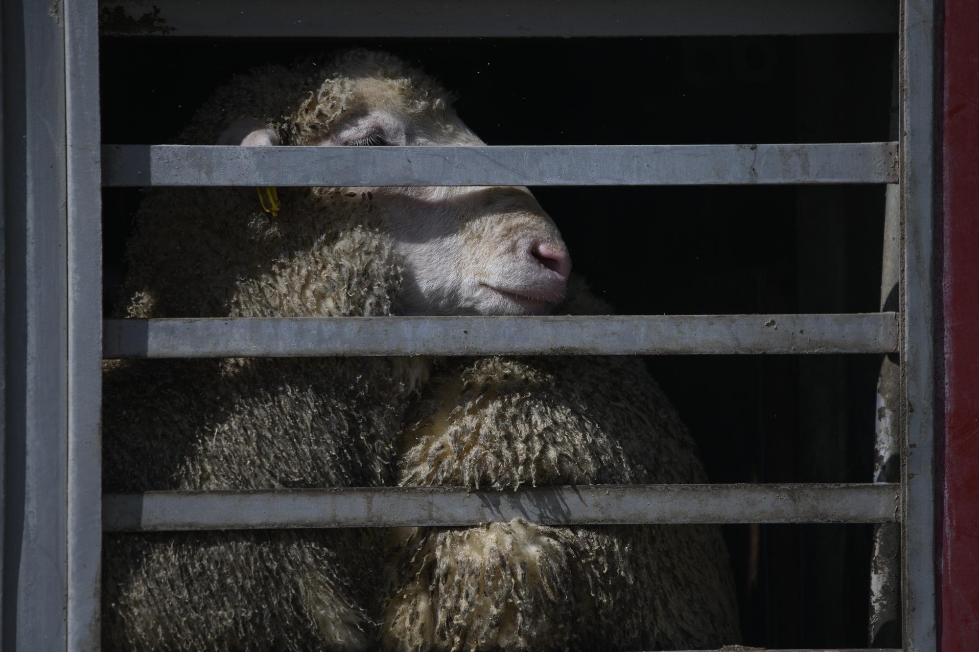 Ovejas transportadas en camión.